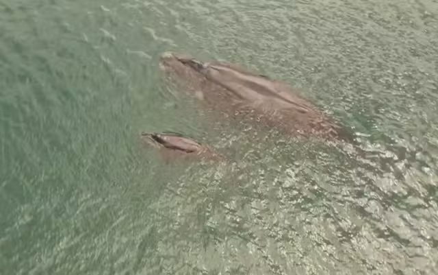 Baleias Francas são avistadas na Baía de Todos os Santos